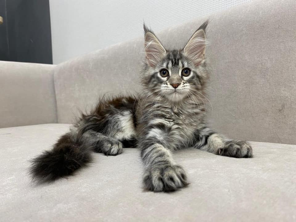 Maine Coon Kittens For Sale near me