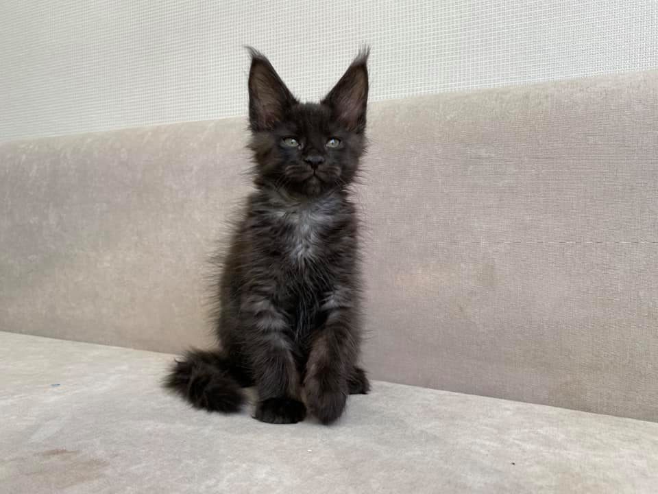 Maine coon kittens for sale near me