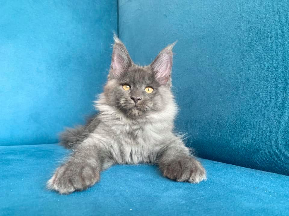 Maine coon kittens for sale near me