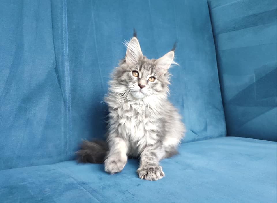 Buy Maine coon kittens