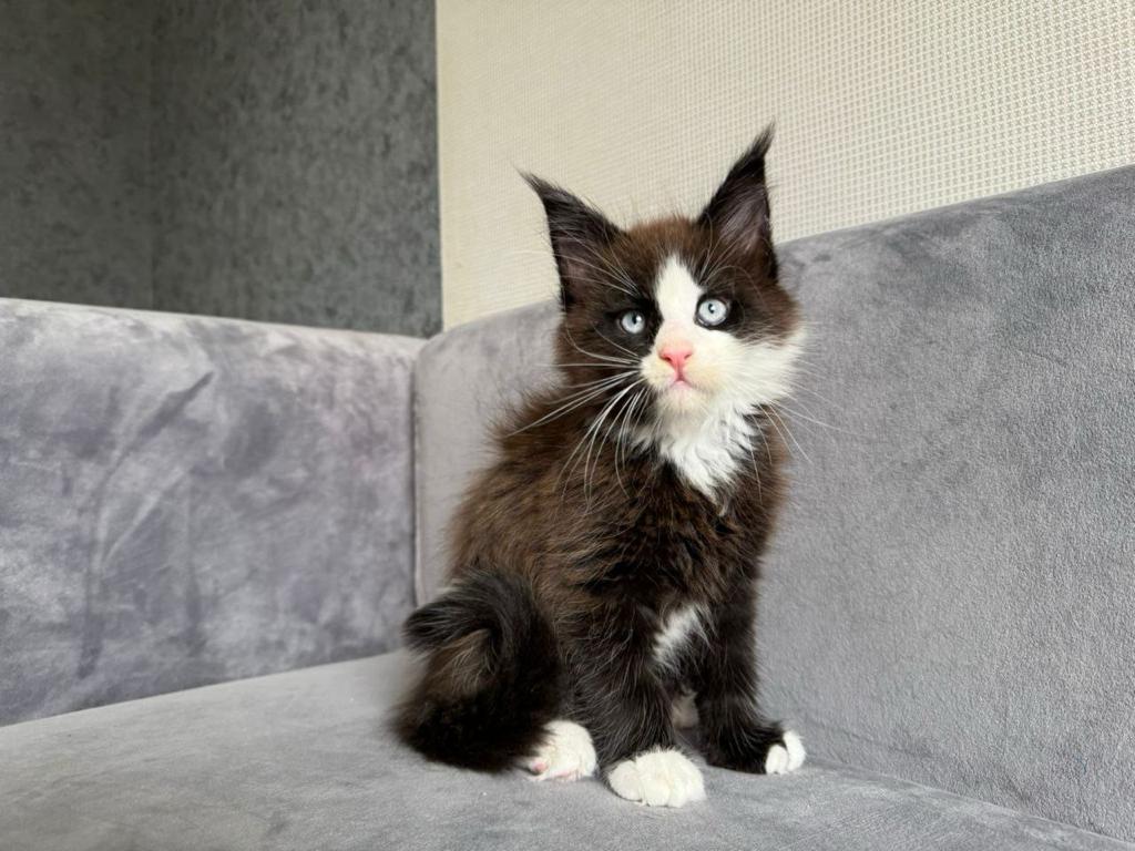 Maine coon kittens