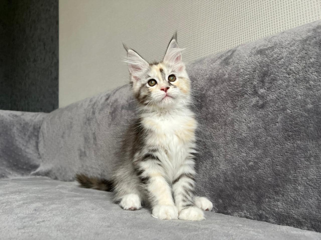 Maine coon kittens for sale near me