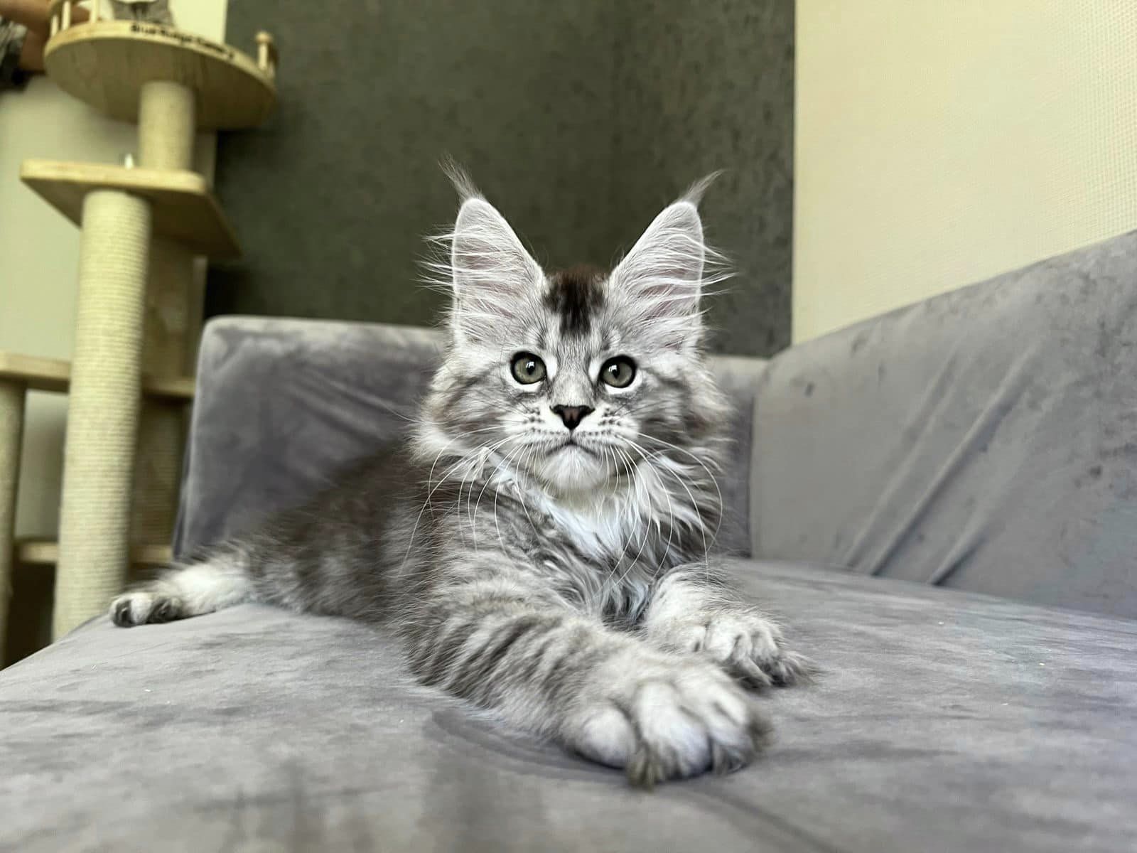 maine coon kittens for sale in usa