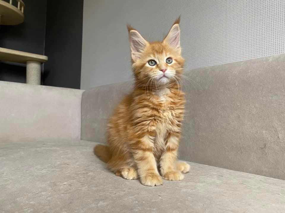 Maine coon kittens for sale near me