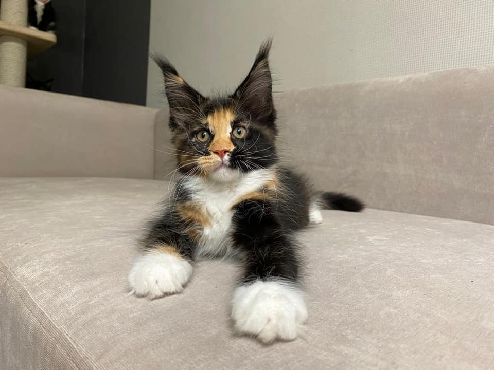 Maine Coon Cat