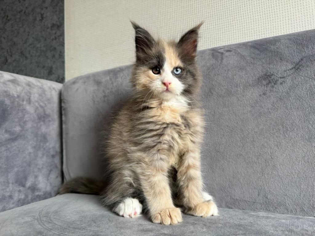 Adorable maine coon