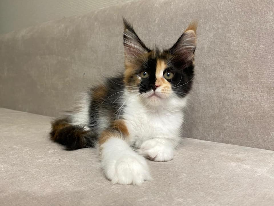 Maine coon kittens