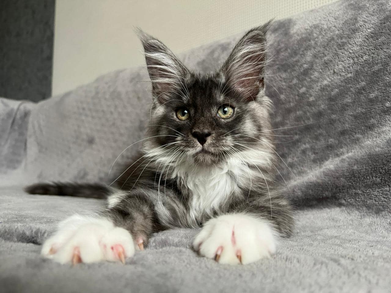 Maine coon kittens for sale